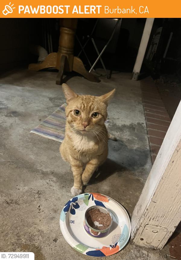 Found/Stray Male Cat last seen Western Ave and glenoaks intersection , Burbank, CA 91504