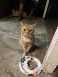 Found/Stray Male Cat last seen Western Ave and glenoaks intersection , Burbank, CA 91504