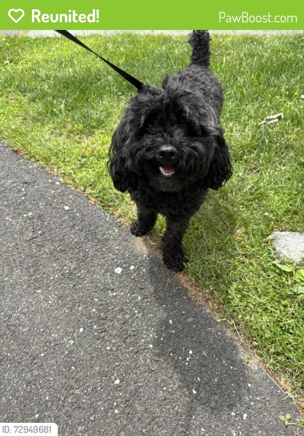 Reunited Male Dog last seen Midrocks, Norwalk, CT 06851