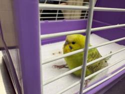 Shelter Stray Unknown Bird last seen SOUTH SHORE DR/ BENNETT AV, Milwaukee, WI 53215