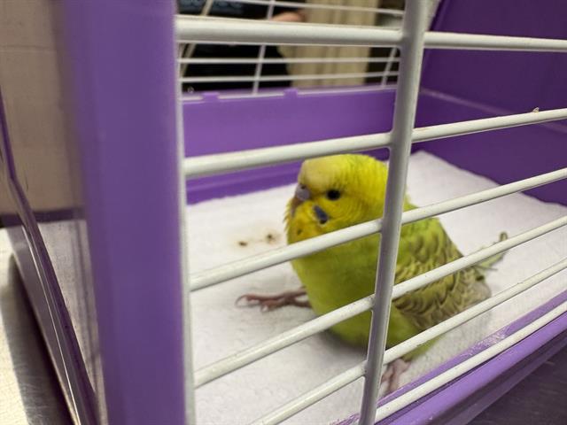 Shelter Stray Unknown Bird last seen SOUTH SHORE DR/ BENNETT AV, Milwaukee, WI 53215