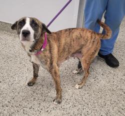 Shelter Stray Female Dog last seen Near BLOCK SAINT MARYS ST, DETROIT MI 48227, Detroit, MI 48211
