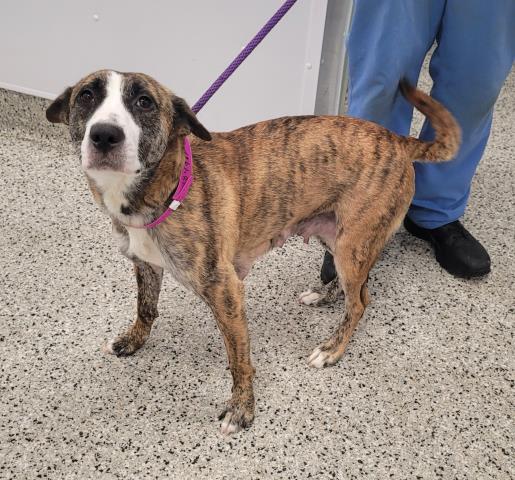 Shelter Stray Female Dog last seen Near BLOCK SAINT MARYS ST, DETROIT MI 48227, Detroit, MI 48211