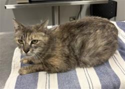 Shelter Stray Female Cat last seen Near BLOCK W CHICAGO ST, DETROIT MI 48204, Detroit, MI 48211