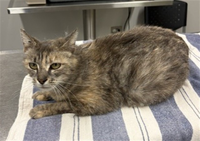 Shelter Stray Female Cat last seen Near BLOCK W CHICAGO ST, DETROIT MI 48204, Detroit, MI 48211