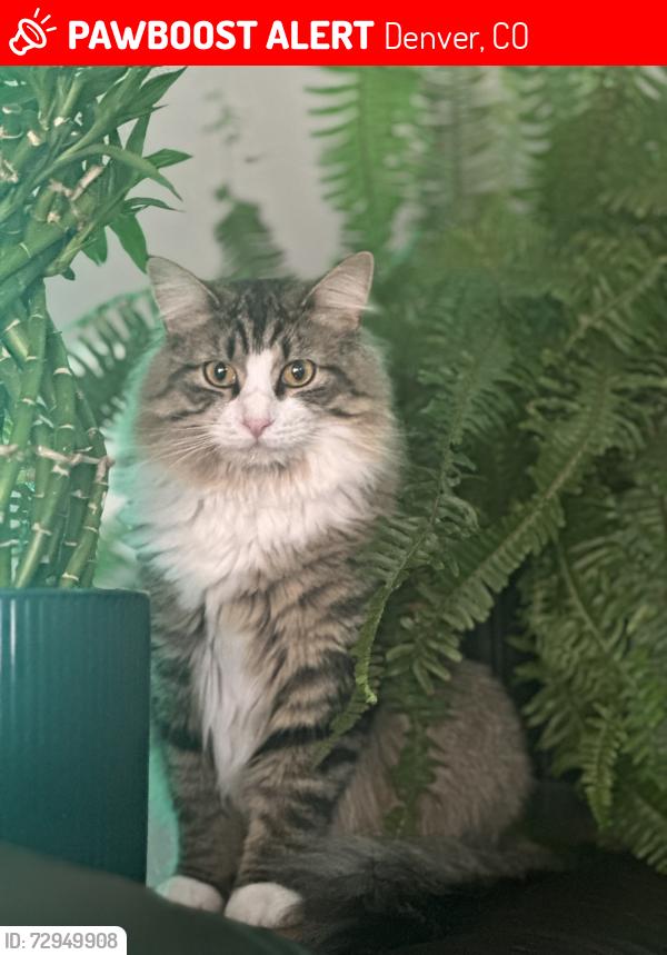 Lost Female Cat last seen Near Wolff st, Denver, CO 80204