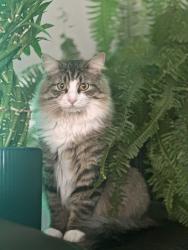 Lost Female Cat last seen Near Wolff st, Denver, CO 80204