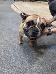 Shelter Stray Male Dog last seen , Los Angeles, CA 90031