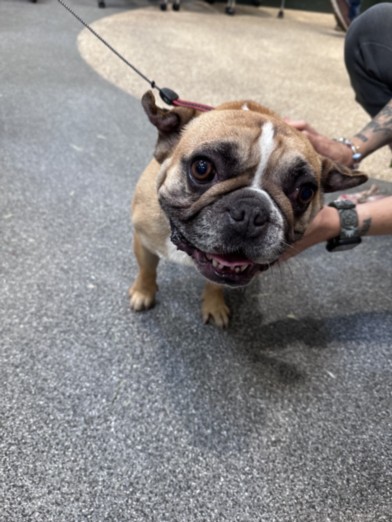 Shelter Stray Male Dog last seen , Los Angeles, CA 90031