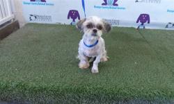 Shelter Stray Male Dog last seen , Orlando, FL 32839