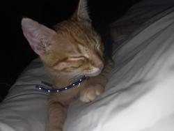 Lost Male Cat last seen Venetian and hypoluxo, Atlantis, FL 33462