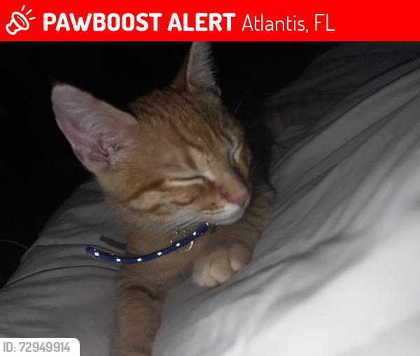 Lost Male Cat last seen Venetian and hypoluxo, Atlantis, FL 33462