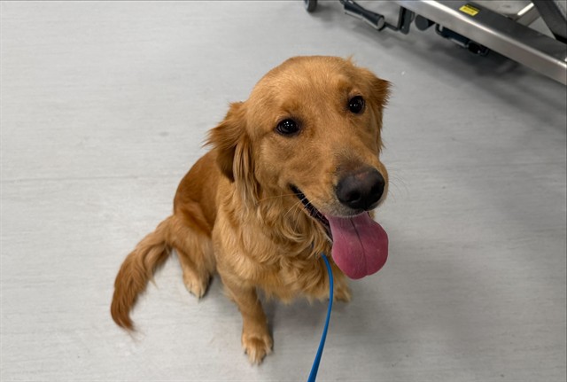Shelter Stray Female Dog last seen SOARING EAGLE/FALCON RIDGE, 92618, Irvine, CA 92618