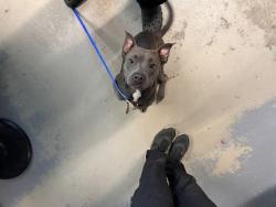 Shelter Stray Female Dog last seen Near BLOCK MCCASKILL AVE, TALLAHASSEE FL 32310, Tallahassee, FL 32311