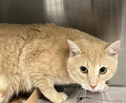 Shelter Stray Male Cat last seen CHARLOTTE, 8315 Byrum Dr, Charlotte, NC 28217, USA