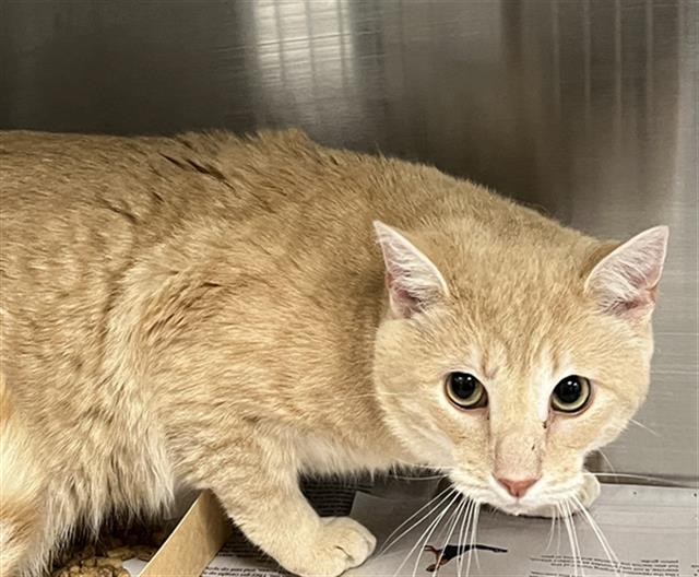 Shelter Stray Male Cat last seen CHARLOTTE, 8315 Byrum Dr, Charlotte, NC 28217, USA