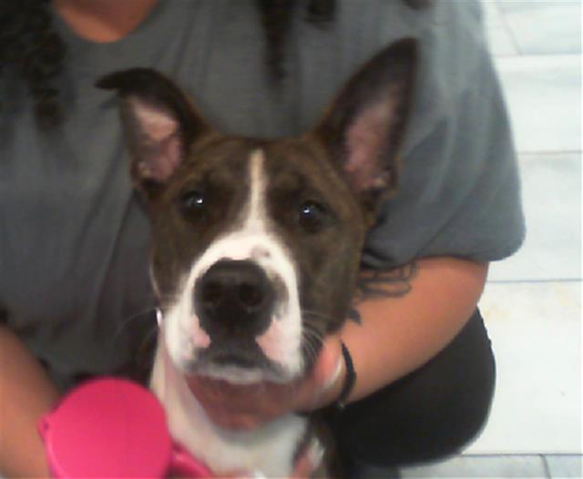 Shelter Stray Female Dog last seen CHARLOTTE, 8315 Byrum Dr, Charlotte, NC 28217, USA
