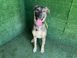 Shelter Stray Male Dog last seen , Quartz Hill, CA 93536