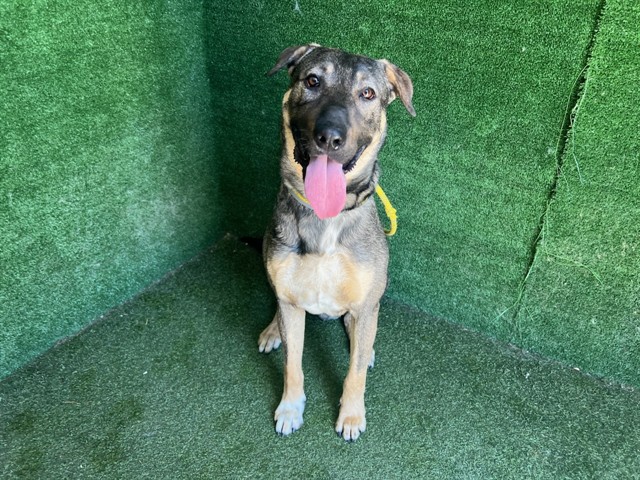 Shelter Stray Male Dog last seen , Quartz Hill, CA 93536
