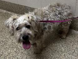 Shelter Stray Male Dog last seen Near BLOCK S 26TH ST, COLORADO SPRINGS CO 80904, Colorado Springs, CO 80905