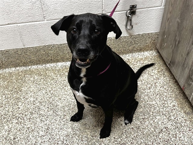 Shelter Stray Male Dog last seen Near BLOCK TEMPEST DR, COLORADO SPRINGS CO 80939, Colorado Springs, CO 80905