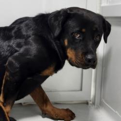Shelter Stray Female Dog last seen , Los Angeles, CA 90025