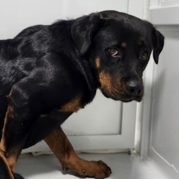 Shelter Stray Female Dog last seen , Los Angeles, CA 90025