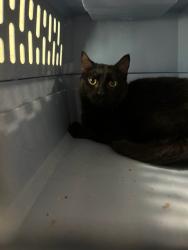 Shelter Stray Male Cat last seen 72ND AND HWY 85, Brighton, CO 80601
