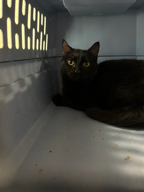 Shelter Stray Male Cat last seen 72ND AND HWY 85, Brighton, CO 80601