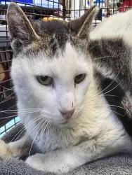 Shelter Stray Male Cat last seen , Tucson, AZ 85745