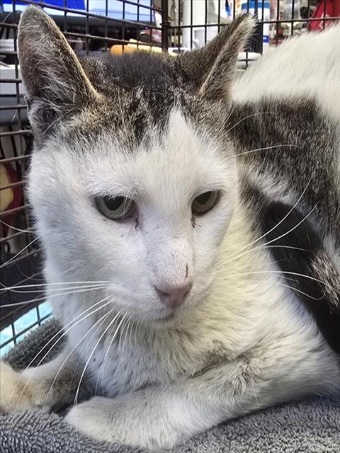 Shelter Stray Male Cat last seen , Tucson, AZ 85745