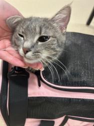 Shelter Stray Female Cat last seen 72ND AND HWY 85, Brighton, CO 80601