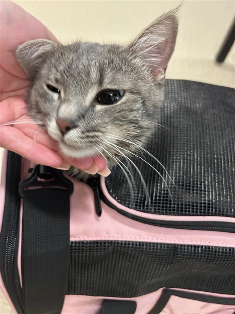 Shelter Stray Female Cat last seen 72ND AND HWY 85, Brighton, CO 80601