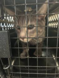 Shelter Stray Male Cat last seen 72ND AND HWY 85, Brighton, CO 80601