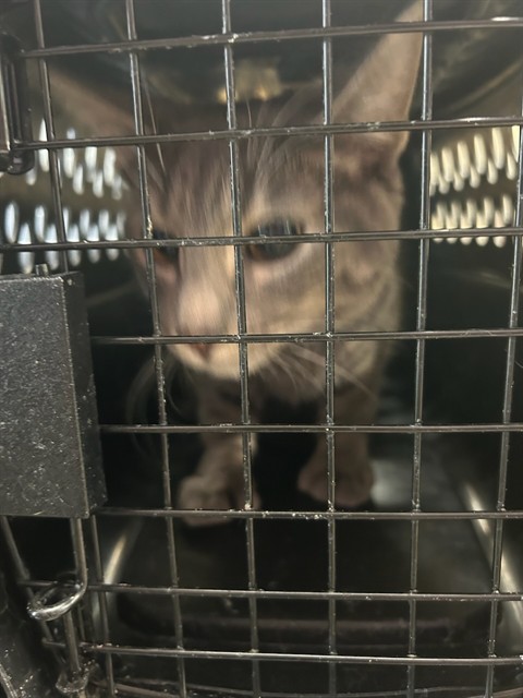 Shelter Stray Male Cat last seen 72ND AND HWY 85, Brighton, CO 80601