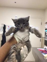 Shelter Stray Female Cat last seen Near BLOCK CALIFORNIA DRIVE RIVERSIDE CA 92503, Jurupa Valley, CA 92509
