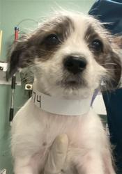 Shelter Stray Female Dog last seen Near BLOCK MAGDALENA ST, MURRIETA, CA, San Jacinto, CA 92582