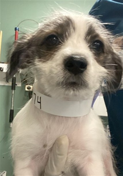 Shelter Stray Female Dog last seen Near BLOCK MAGDALENA ST, MURRIETA, CA, San Jacinto, CA 92582