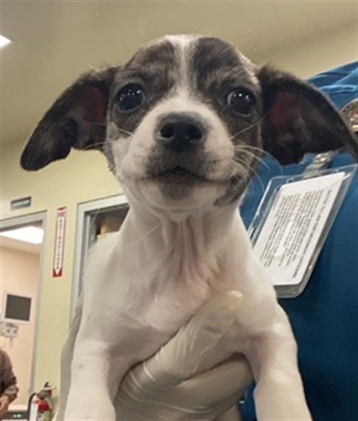 Shelter Stray Female Dog last seen Near BLOCK MAGDALENA ST, MURRIETA, CA, San Jacinto, CA 92582