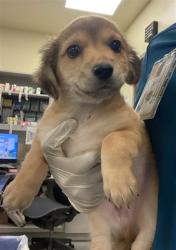 Shelter Stray Male Dog last seen Near BLOCK MAGDALENA ST, MURRIETA, CA, San Jacinto, CA 92582