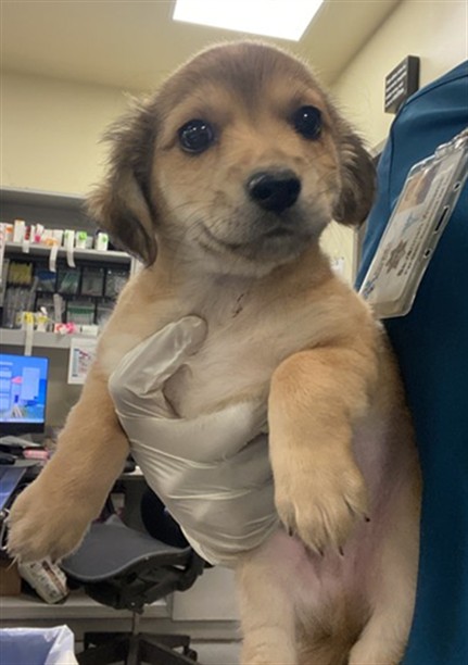 Shelter Stray Male Dog last seen Near BLOCK MAGDALENA ST, MURRIETA, CA, San Jacinto, CA 92582