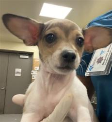 Shelter Stray Female Dog last seen Near BLOCK MAGDALENA ST, MURRIETA, CA, San Jacinto, CA 92582