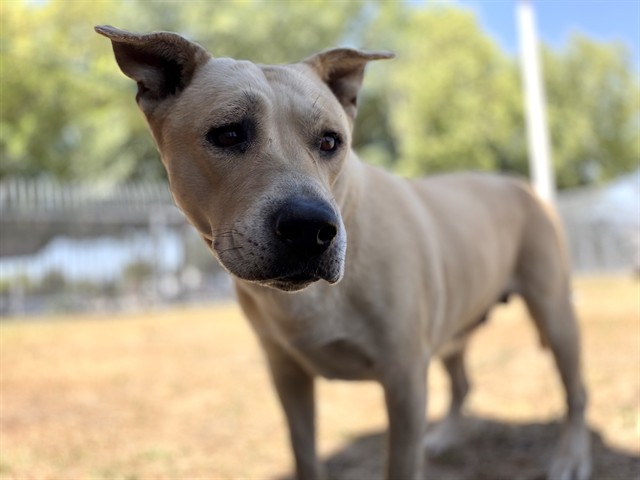 Shelter Stray Female Dog last seen CAWSTON/HWY 74, HEMET CA, San Jacinto, CA 92582