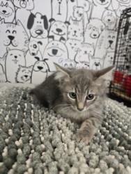 Shelter Stray Female Cat last seen , San Pedro, CA 90731