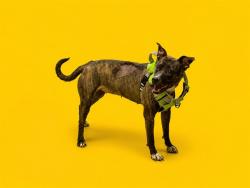 Shelter Stray Female Dog last seen Near BLOCK NW 79 AVE, Doral, FL 33122