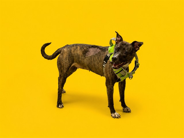 Shelter Stray Female Dog last seen Near BLOCK NW 79 AVE, Doral, FL 33122
