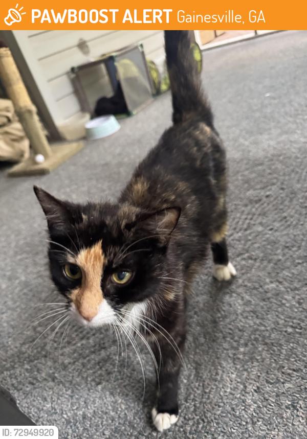 Found/Stray Female Cat last seen Found near Pinecrest Drive in Surfside Estates (neighborhood off Cagle Rd.), Gainesville, GA 30501
