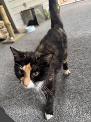 Found/Stray Female Cat last seen Found near Pinecrest Drive in Surfside Estates (neighborhood off Cagle Rd.), Gainesville, GA 30501