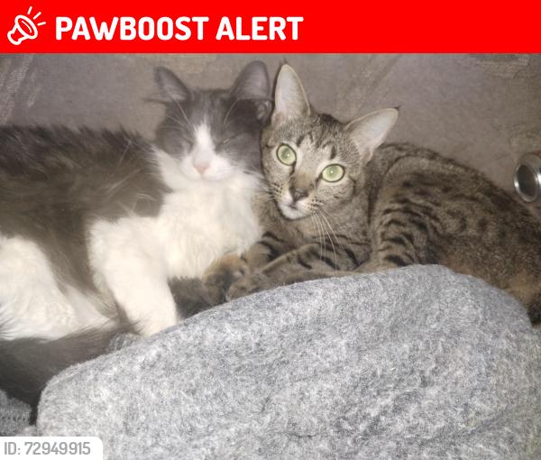 Lost Female Cat last seen Near Watson blvd , Colorado Springs, CO 80911