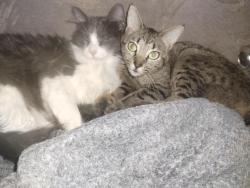 Lost Female Cat last seen Near Watson blvd , Colorado Springs, CO 80911